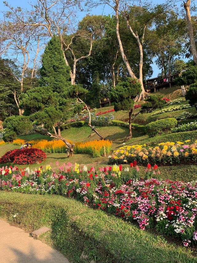 ชมดอกไม้สวนแม่ฟ้าหลวง 🌷🌼🌹🌾ธรรมชาติที่งดงาม