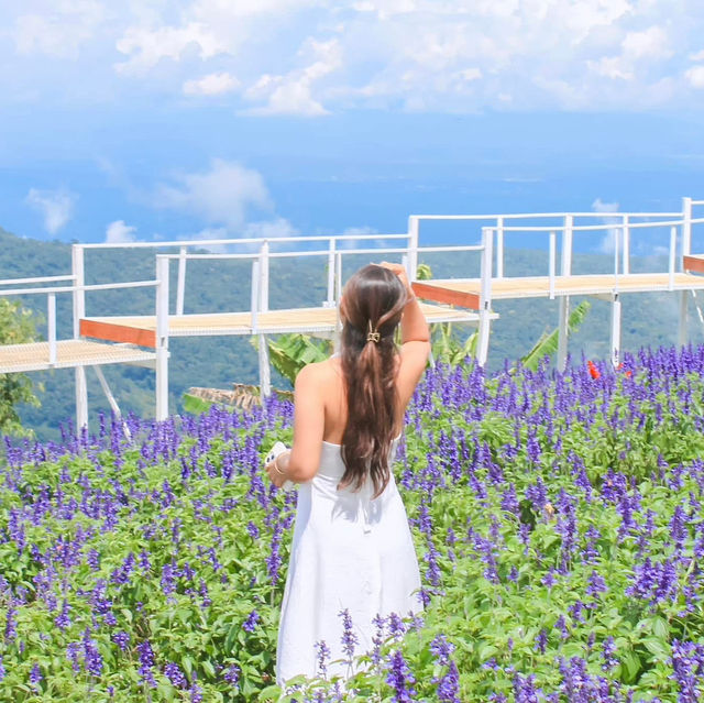 สวนดอกไม้ที่สวย 💜 🌸  และวิวดีที่สุดใน #เชียงใหม่