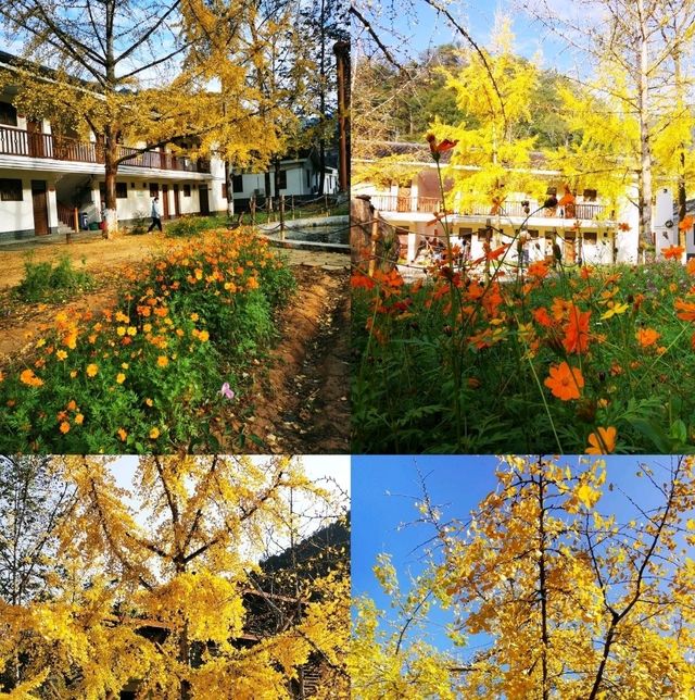 南雄銀杏林