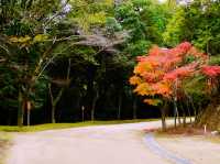 兵庫🇯🇵書寫圓教寺