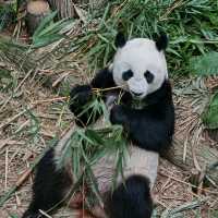 Singapore Zoo and River Wonders - Perfect plan for weekend Getaways
