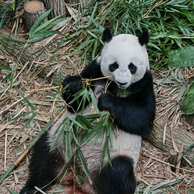 Singapore Zoo and River Wonders - Perfect plan for weekend Getaways