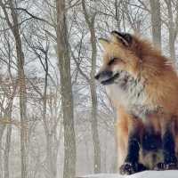 【日本宮城】藏王狐狸村🦊｜一定要在下雪天到狐狸村一次！