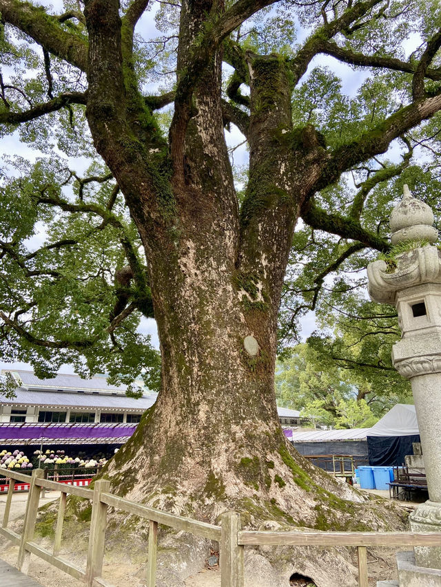 【福岡旅行】大宰府／学問の神様を祀る人気パワースポット