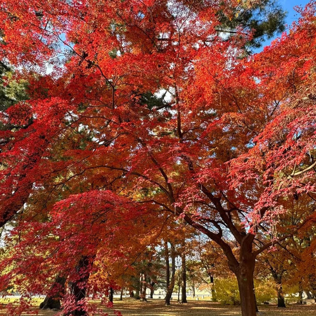 【京都】おすすめの紅葉スポット