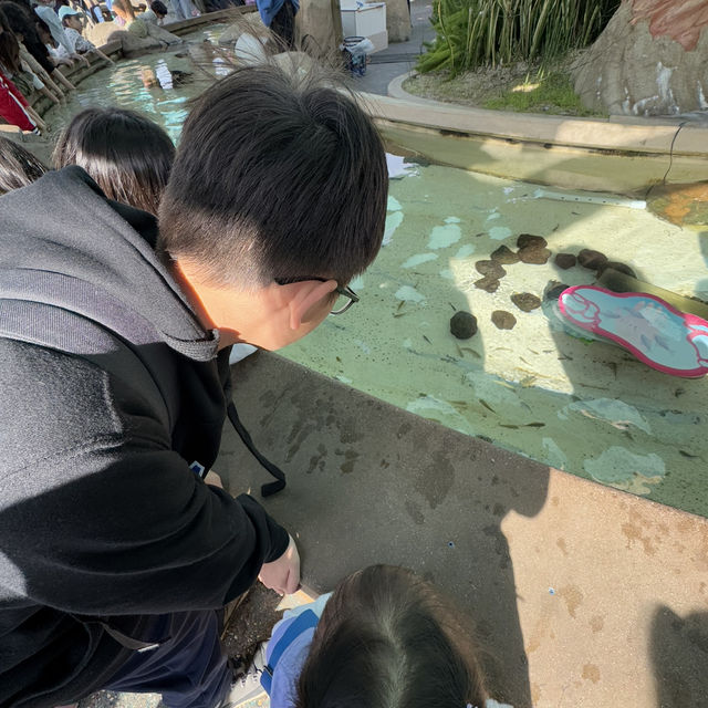 Orca encounter in Seaworld San Diego