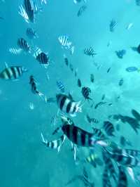 菲律賓 | 浮潛勝地 欣賞海底世界的美🐠
