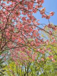 서울 벚꽃명소 🌸 보라매공원 겹벚꽃 보기