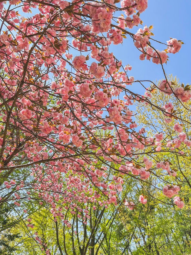 서울 벚꽃명소 🌸 보라매공원 겹벚꽃 보기
