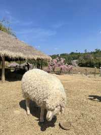 🐑 ม่อนแกะ เขาค้อ 🐏🐑🐑