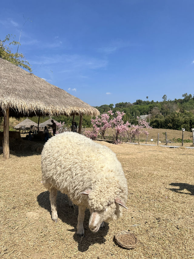 🐑 ม่อนแกะ เขาค้อ 🐏🐑🐑
