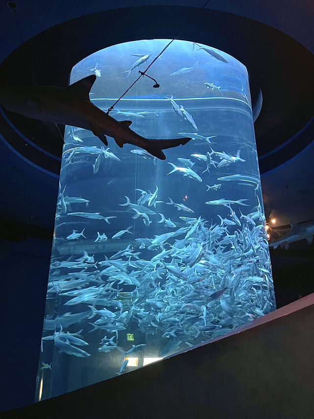 充滿樂趣的香港海洋公園🩵