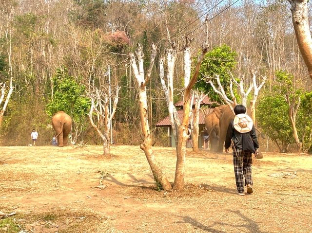 🐘 자연과 함께하는 힐링! Tawan Riverside에서 특별한 경험을! 🌿