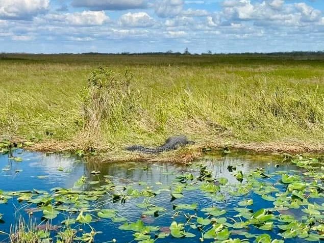 Into the Wild – Exploring the Untamed Beauty of Everglades National Park