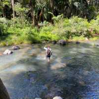Lamington National Park: A Trekker's Paradise