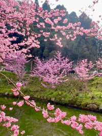 杉林溪：近山近花靜心
