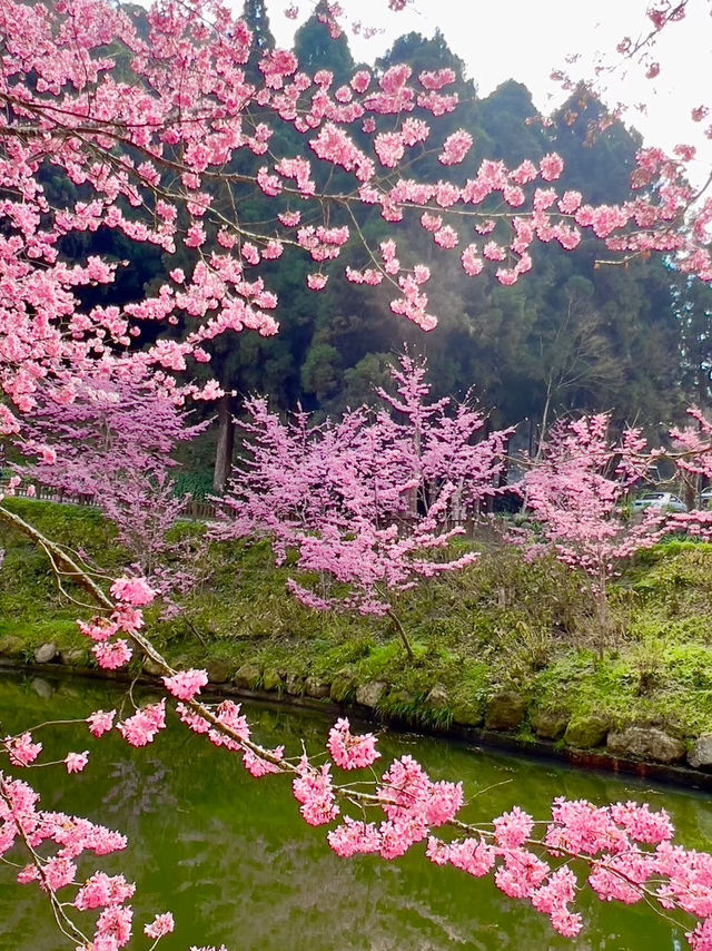 杉林溪：近山近花靜心