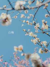 【新宿御苑】3月は早咲きの桜でお花見！梅の花も見ごろを迎えてます