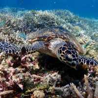 「自然の宝庫、西表島の魅力を探る」✨