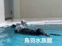 ラッコに会いに鳥羽水族館へ🦦