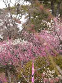 【横浜×大倉山公園梅林】 神奈川の梅の名所