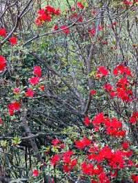 Hanamiyama Park ซากุระเต็มเขา เที่ยวฟุกุชิมะต้องมา