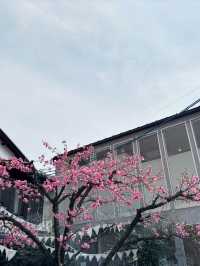 京都嵯峨嵐山的櫻花之旅：心靈的震撼 🌸✨