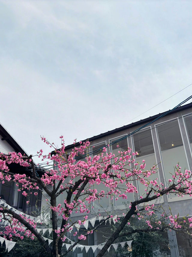 京都嵯峨嵐山的櫻花之旅：心靈的震撼 🌸✨