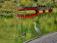 宜蘭景點（梅花湖+羅東林業文化園區+望龍埤）ㄧ日遊