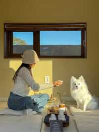 우리 집 강아지와 함께할 수 있는 충주 애견동반 숙소🐶 