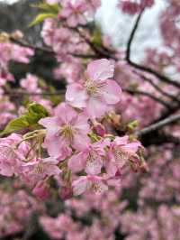 Early Sakura Blooms: Where to Catch Japan’s First Cherry Blossoms!