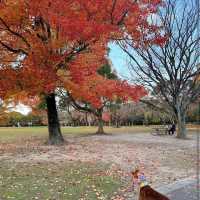 Kasuga Park (春日公園)