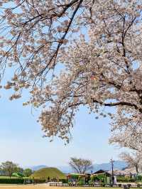 Ultimate Spring Guide to Gyeongju 🌸
