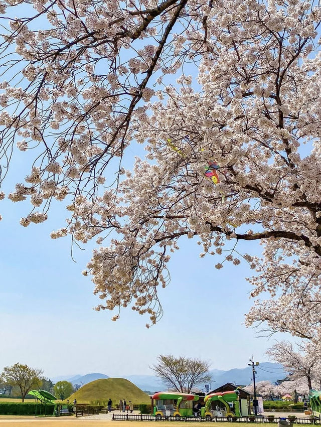 Ultimate Spring Guide to Gyeongju 🌸