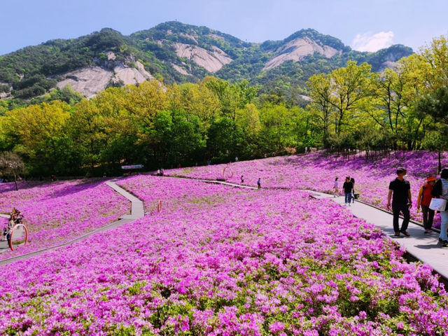 Buramsan Butterfly Park Flower Festival Review