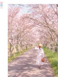 梅と桜のおすすめスポットはここ🌸🍡💕