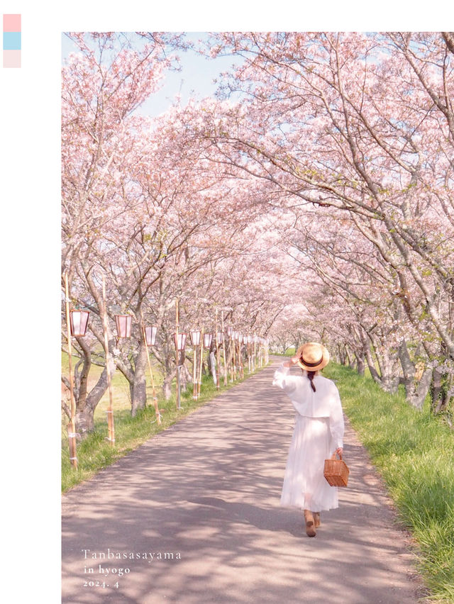 梅と桜のおすすめスポットはここ🌸🍡💕