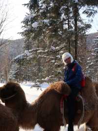A Camel's Journey Through Snow Valley’s Winter Magic