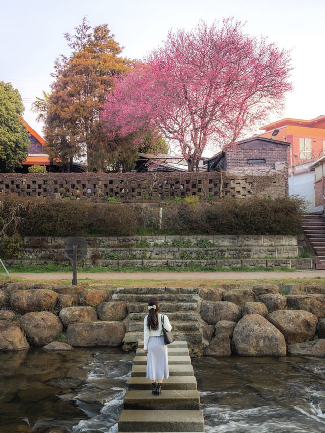 지금 만개에 이르러 제일 이쁠 때..🌸💖