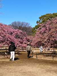 🌸 Sakura Blooming at Yoyogi Park 🌸