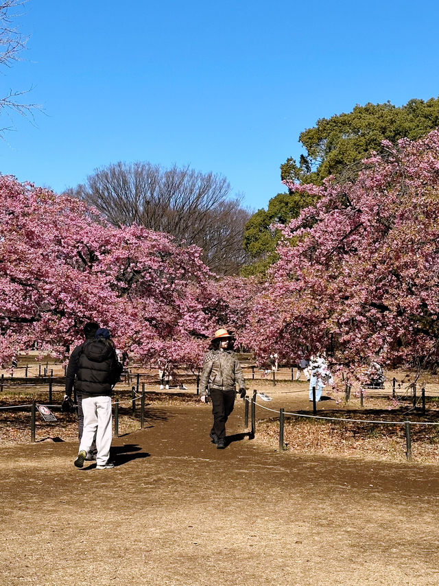 🌸 Sakura Blooming at Yoyogi Park 🌸