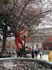 Xi’an in Bloom: Why March is the Perfect Time to Witness Sakura Magic