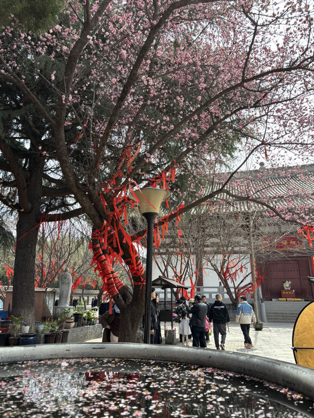 Xi’an in Bloom: Why March is the Perfect Time to Witness Sakura Magic