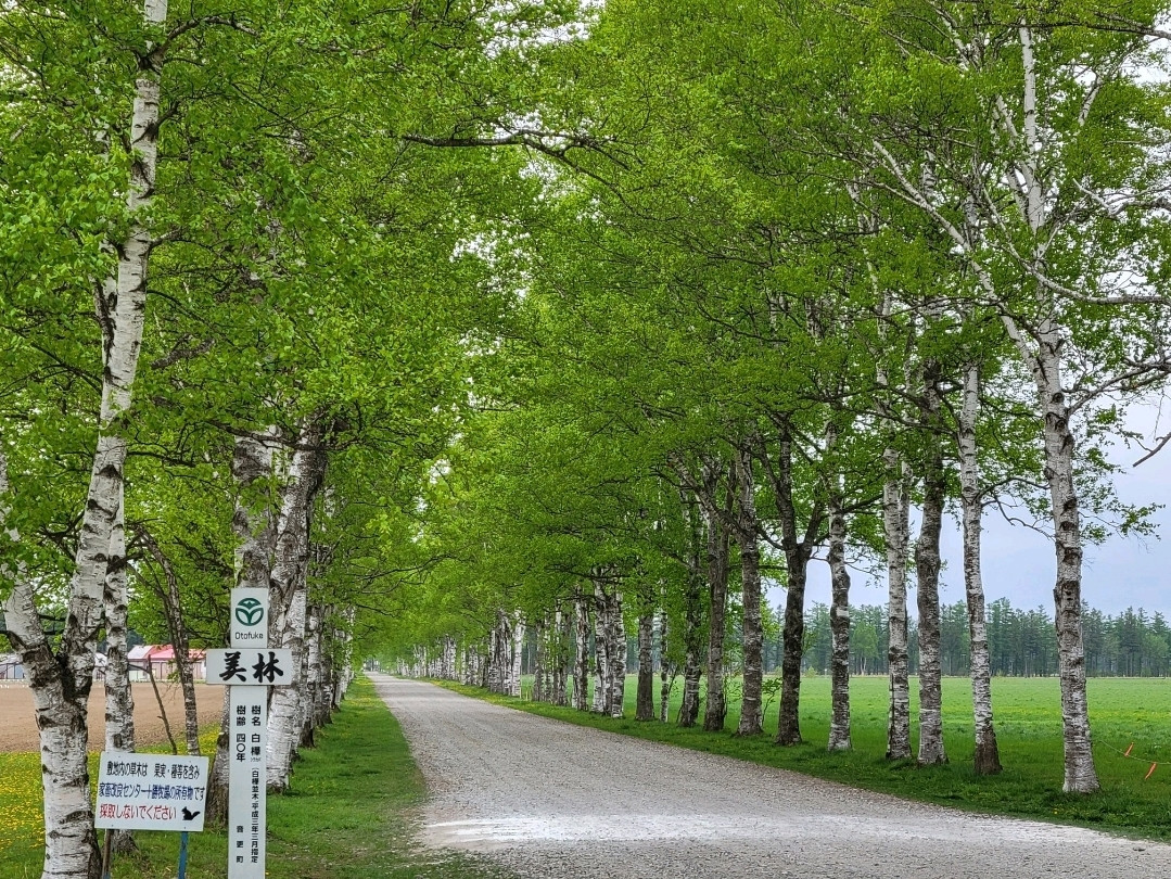 帯広の白樺並木 | Trip.com 音更町
