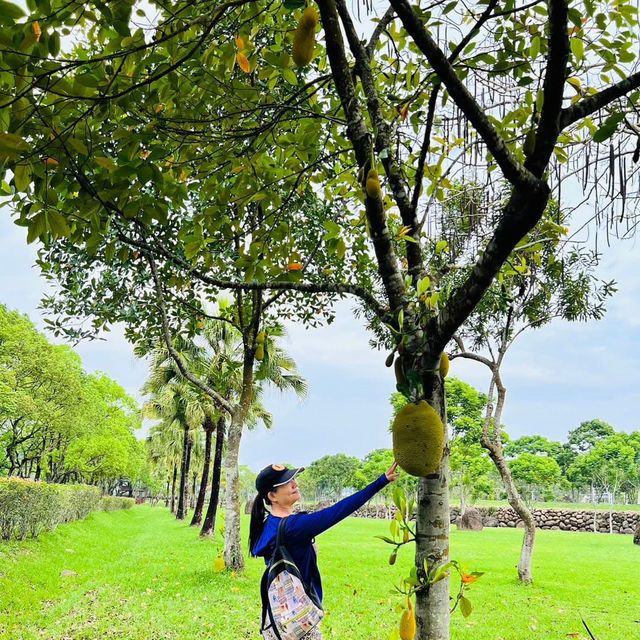 去嘉義愛情大草原尋浪漫
