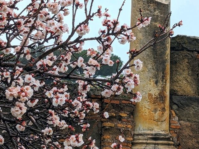 Learn about the fascinating ancient city of Rome here at the Roman Forum.