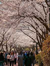 Chasing Sakura in South Korea 🌸