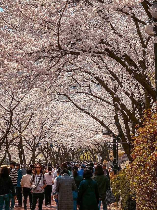 Chasing Sakura in South Korea 🌸