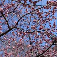 廣仁寺三月花季，錯過再等一年！