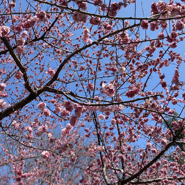 廣仁寺三月花季，錯過再等一年！